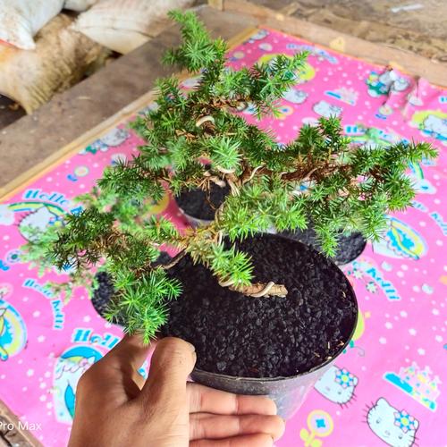 Jual Promo Grosir!! Bonsai Mini Cemara PuaPua Duri Bonsai Shito Mini ...