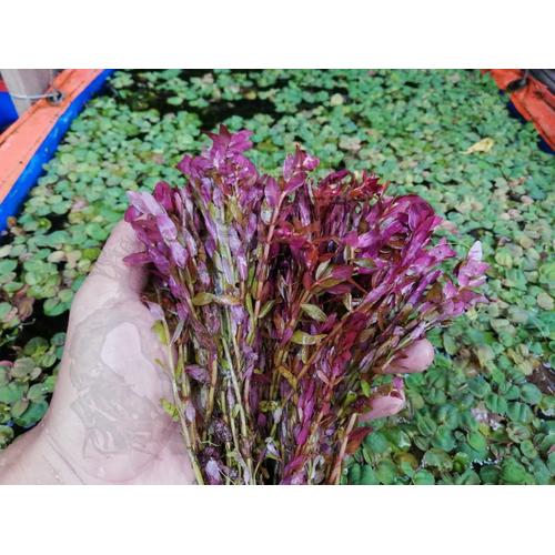 Foto Produk Tanaman Aquascape - Rotala Rotundifolia Red/HRA (Per Batang) dari Oriens-Shop