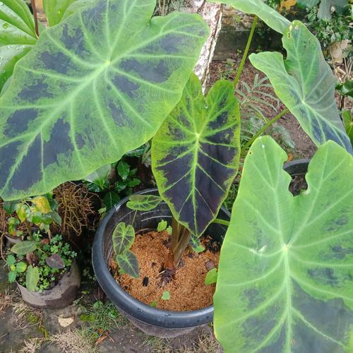 Jual Tanaman Keladi Magic Atau Keladi Ungu Kab Magelang Jasmin Garden Tokopedia