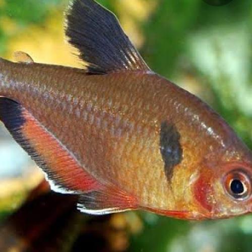 Gambar ikan hias servey dari Galery_LeXa Jakarta Barat Tokopedia