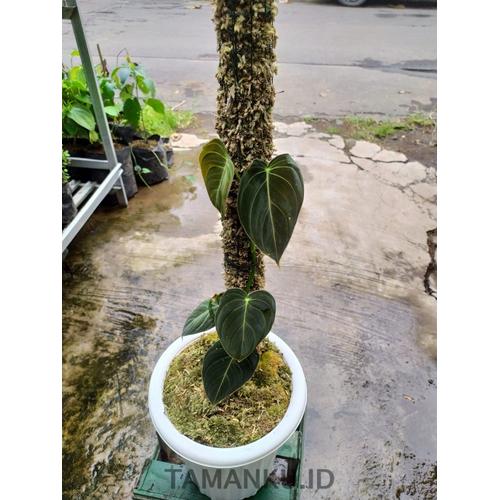 Jual Tanaman Hias Philodendron Melanochrysum Melano Philo Melanocrysum Kota Surabaya Tamanku Id Tokopedia