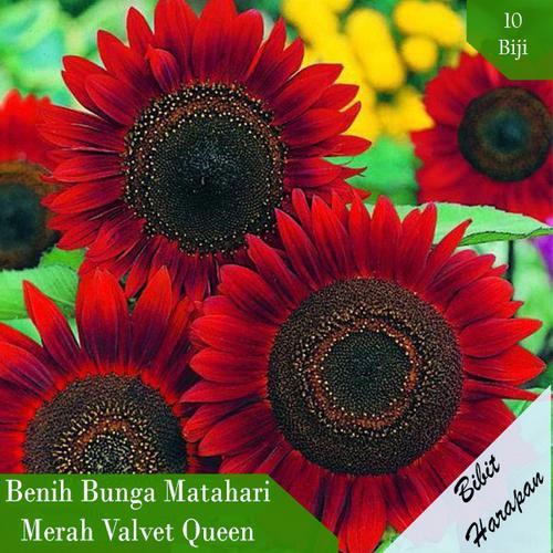 Foto Produk Bibit Benih Biji Bunga Matahari Merah Valvet Queen Sun Flower - Valvet Queen dari Bibit Harapan