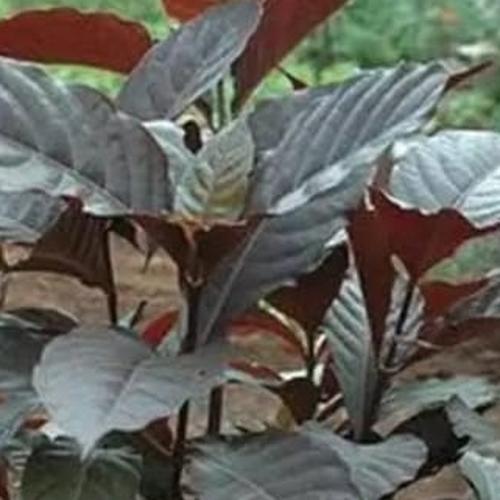 Handelem Jual Daun handelem Daun Ungu 250 Gram Segar - Kab. Bandung Barat ...