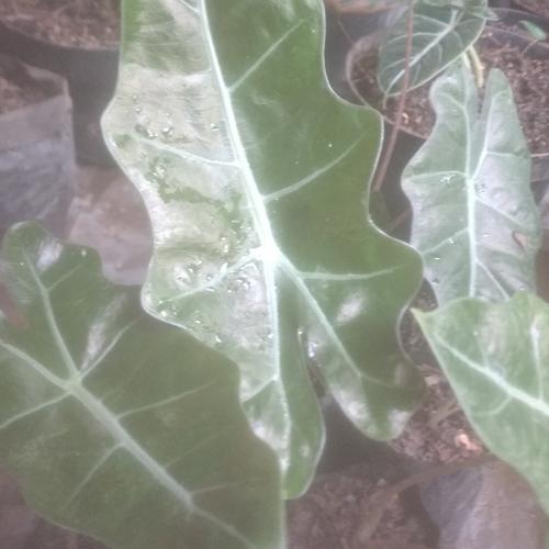 Gambar Bunga keladi sandriana dari Angphotorion Kab. Jember Tokopedia