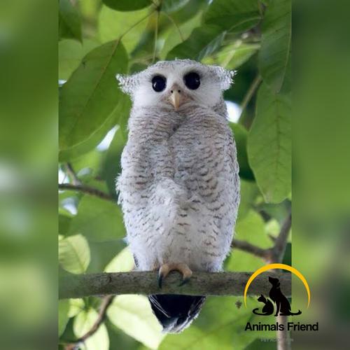 10 Daftar Harga Burung Hantu Celepuk Tyto Alba Bubo Terbaru