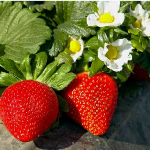 bibit strawberry manis - sweet charlie di My_plant  Tokopedia