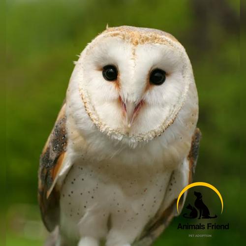 Daftar Harga Burung Hantu Berdasarkan Jenis 2021