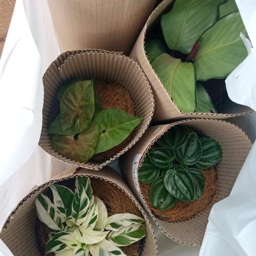 Gambar Kemasan Kardus Silinder Kecil dari Siram_id Kota Tangerang Selatan Tokopedia