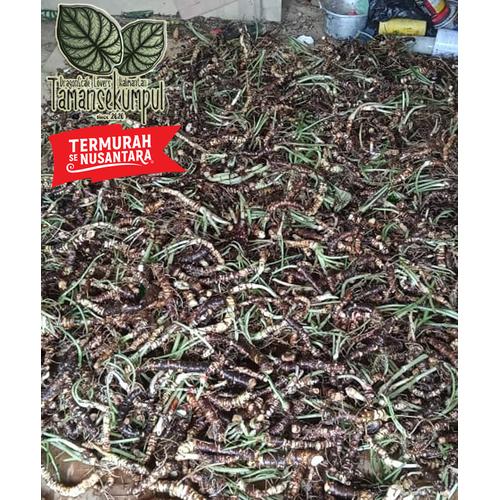 Foto Produk Bonggol Alokasia Dragon Scale/Silver Campur Termurah dari TamanSekumpul
