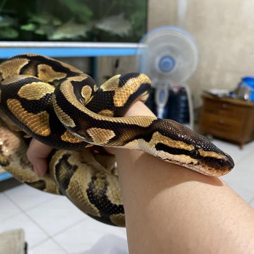 Foto Produk Ballpyton yellowbelly male dari Doggy_Medan