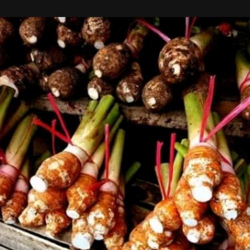 Jual buah talas bogor super 1ikat isi 2 buah 6 buah Jakarta Selatan