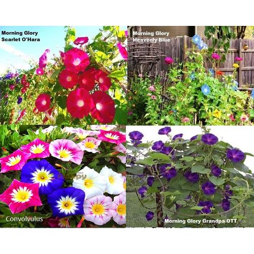 Gambar Paket Hemat Benih Bunga Morning Glory Tanaman Merambat Mudah Tumbuh dari Amefurashi Jakarta Selatan Tokopedia