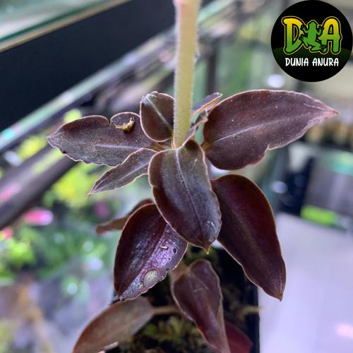 Foto Produk Tanaman vivarium Red jewel orchid sp borneo dari Dunia Anura