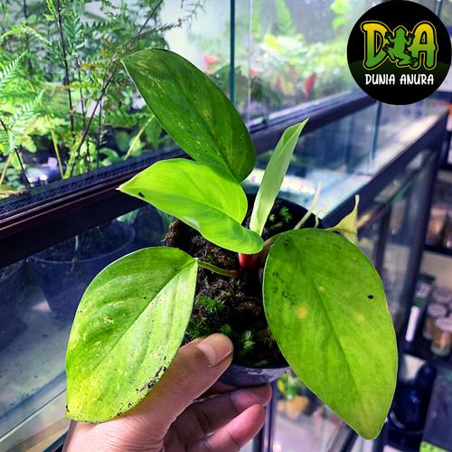 Foto Produk Tanaman Vivarium/Paludarium Homalomena sp dari Dunia Anura