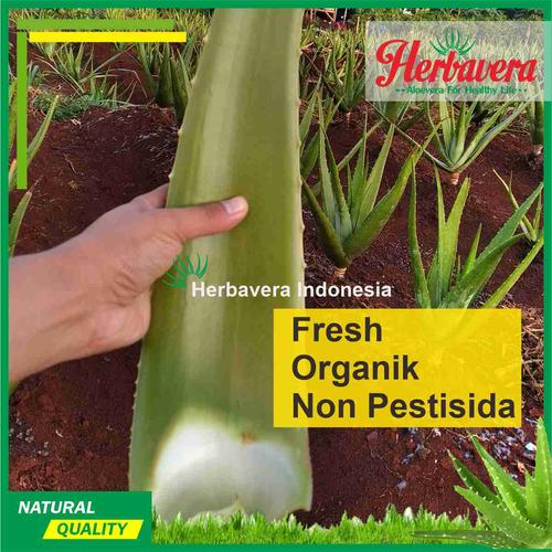 Foto Produk Pelepah/Batang Lidah Buaya (aloevera) dari Herbavera Indonesia