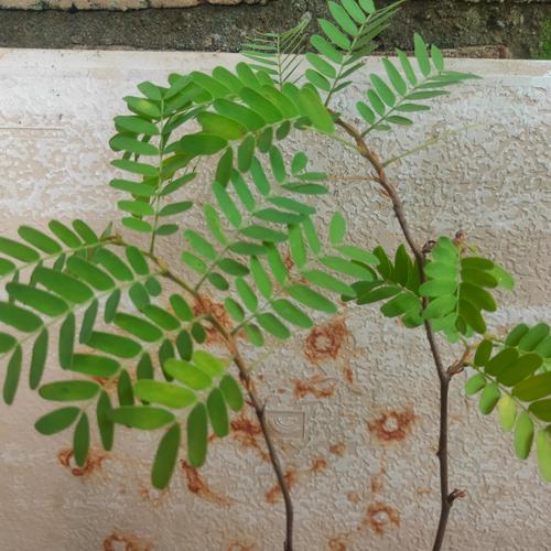 Jual Bibit Asam Jawa Paket 2 Pohon Kab Indramayu Kebunabbe 23 Tokopedia