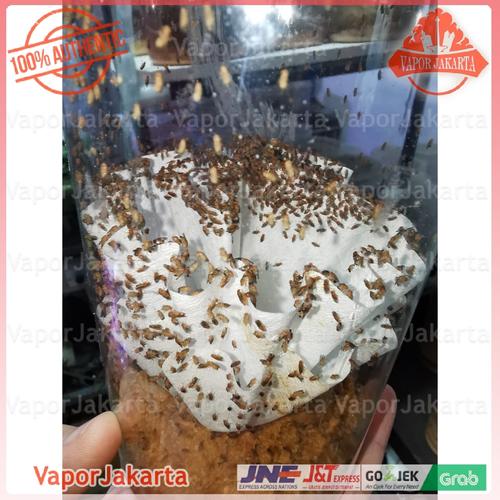 Foto Produk Drosophila Melanogaster Lalat Buah - Dart Frog (READY STOCK) dari VaporJakarta