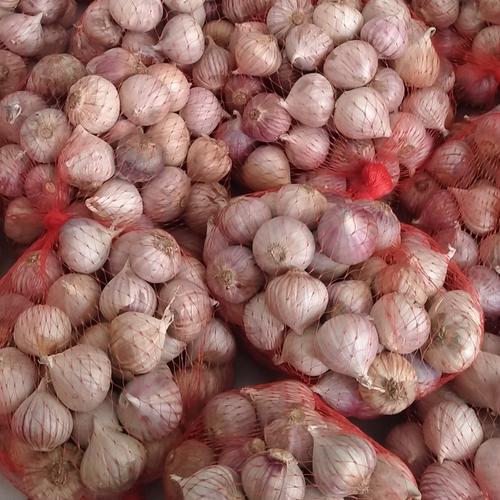 Gambar Bawang Putih Lanang | Tunggal 500gram dari Bisnis Sabrina Shop Jakarta Selatan Tokopedia