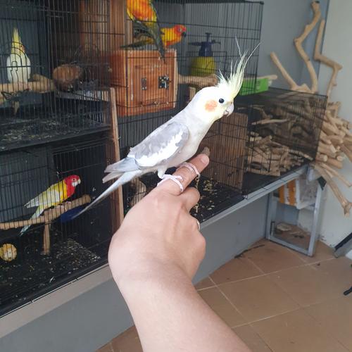 440 Koleksi Gambar Burung Falk Terbaik