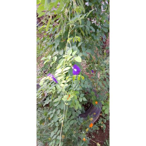 Jual Bunga Telang Kering Kab Pati Tokoluwih Tokopedia