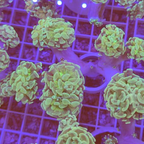 Gambar Hard Coral karang kuku cabang hijau dari I am Reefer Jakarta Utara Tokopedia