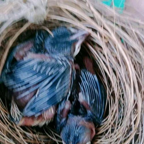 Jual anak murai batu medan ekor panjang/usia20 hari/perekor - Kab. Bogor - Toko Semoga Untung | Tokopedia