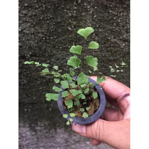 adidas 3 stripes vest dames