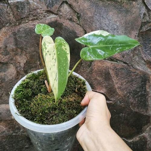 Jual Tanaman Hias Bonggol Philodendron Ilsemanii Kab Bogor Taman Semesta Hijau Tokopedia