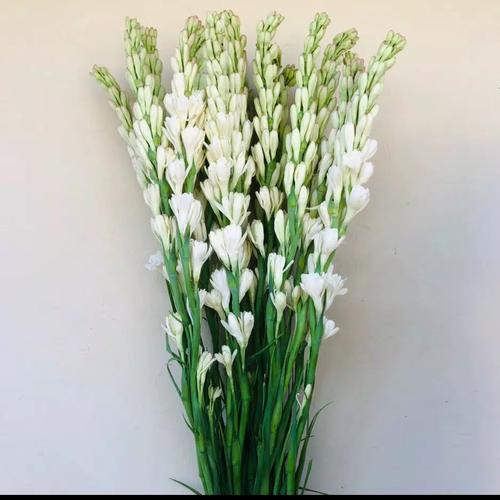 Jual Bunga Sedap Malam Super Harum Bunga Fresh Dan Wangi Jakarta Selatan Arbanie Shop Tokopedia