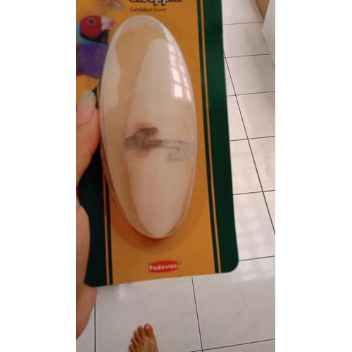 Foto Produk Padovan Cuttlefish Bone 14gr Gigitan Asah Paruh Burung Kura Tortoise - BESI KARAT dari Hime petshop