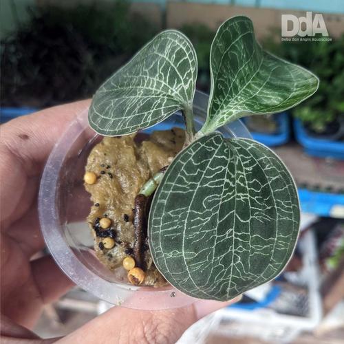 Gambar Macodes Petola "Silver Strain" Jewel Orchid - Tanaman Paludarium dari Debu dan Angin Aquascape Kota Tangerang Selatan Tokopedia
