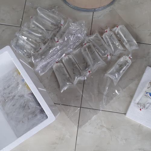 Gambar 50 Ekor GARRA RUFA TURKI Ukuran Kecil 2-3cm dari Doctor Fish ID Official (Miffee Fish Spa) Kota Cimahi Tokopedia