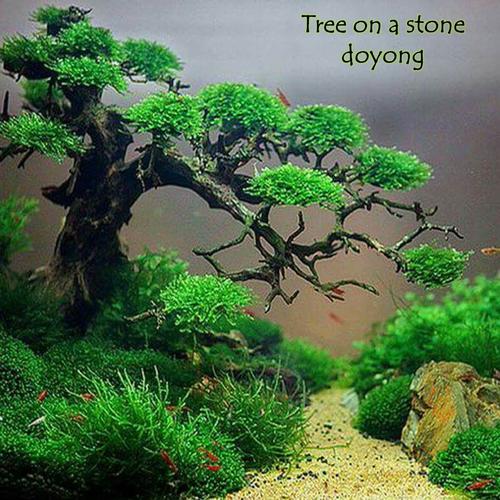 Promo pohon bonsai tree on a stone doyong untuk aquarium aquascape