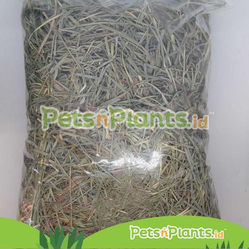 Gambar OXBOW Timothy / Orchard Hay Rumput Makanan Kelinci Fresh 1 KG - ORCHARD HAY dari PetsNPlants.ID Kota Surabaya Tokopedia