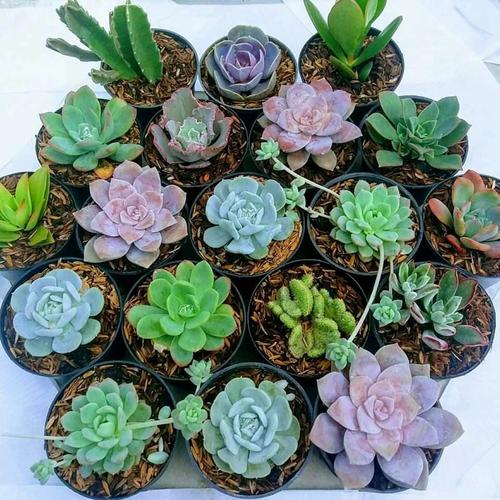 Gambar KAKTUS SUKULEN MINI ISI 20 SEKULEN MIX SKULEN RANDOM CACTUS SUCCULENT - Tanaman Saja dari NaminadediStore Kab. Bandung Barat Tokopedia