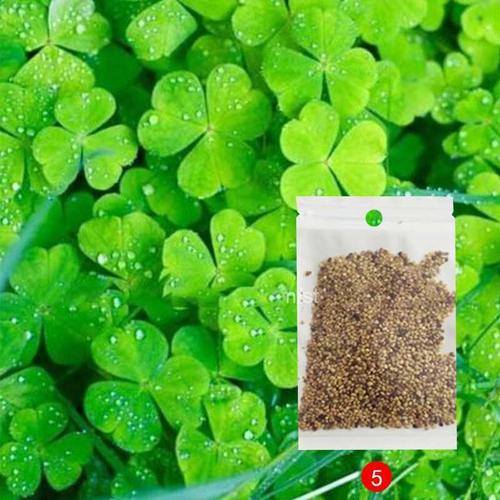 Jual Bibit Rumput Aquascape Dekorasi Aquarium Air Lucky Clover Y4088