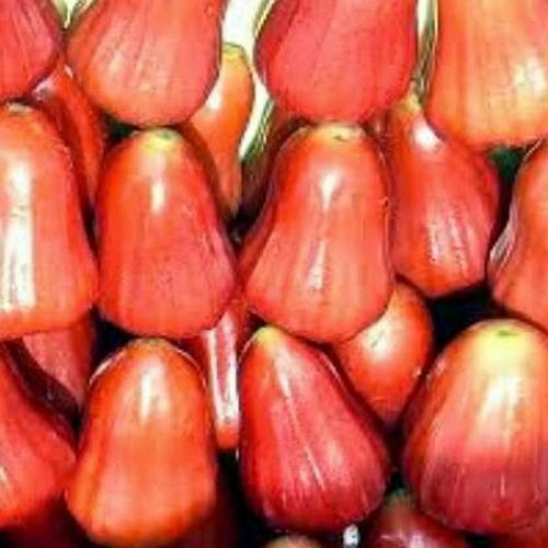 Gambar jambu air merah dari Naufalfruits Kota Tangerang Selatan Tokopedia