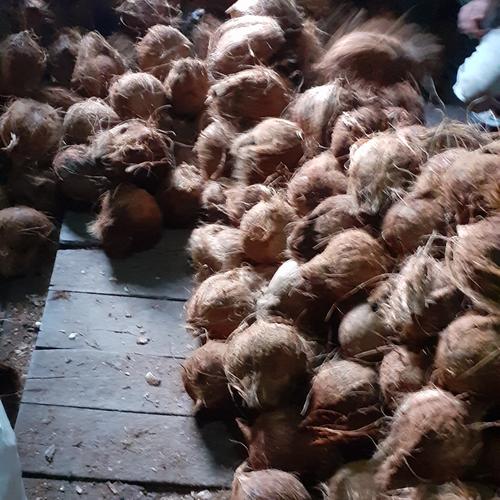 Jual Kelapa Tua Harga 7000 Pcs Kab Barito Utara Toko Hidayah Allah Swt Tokopedia