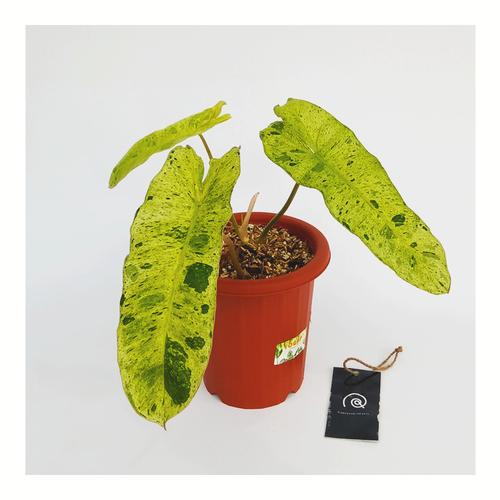 Gambar Philodendron Paraiso Verde - Tanaman Hias philo / indoor plant - 1 daun small dari Habitart nursery Kota Depok Tokopedia