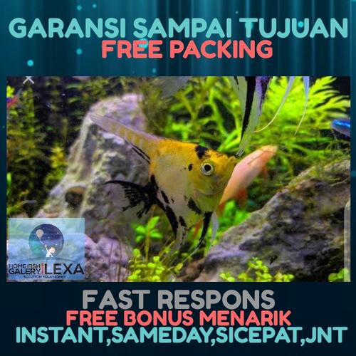 Gambar ikan manfis treecolor dari Galery_LeXa Jakarta Barat Tokopedia