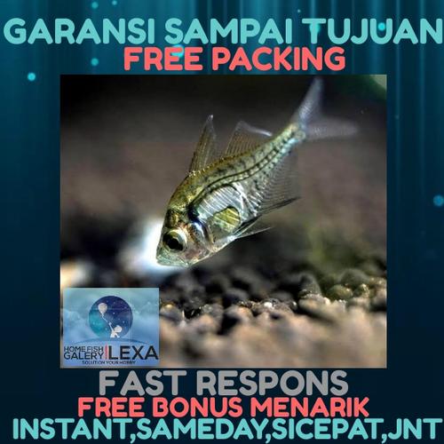 Gambar ikan hias kaca kaca dari Galery_LeXa Jakarta Barat Tokopedia
