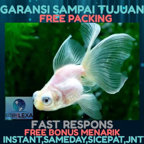 Gambar ikan mas koki white dari Galery_LeXa Jakarta Barat Tokopedia