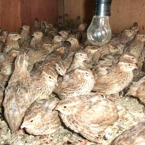 Jual Burung Puyuh Betelor Betina Dewasa Gratis Pur Ayam - Jakarta Barat - fauna_care | Tokopedia