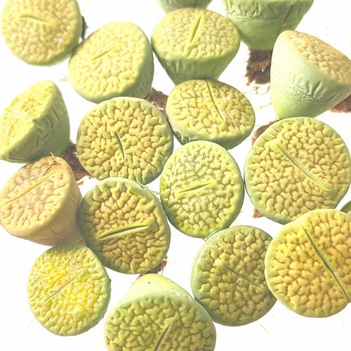 Foto Produk lithops annarosa hookeri var dabneri tanaman hidup bukan biji dari Biji Benih