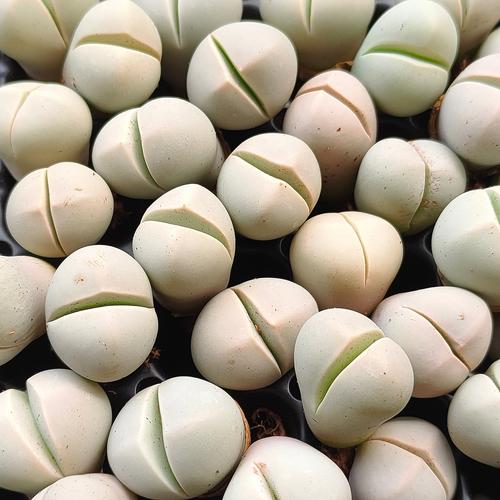 Foto Produk dinteranthus inexpectatus tanaman hidup bukan biji sukulen lithops dari Biji Benih