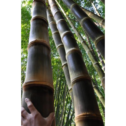 Jual Bibit bambu petung hitam/asper 'Black'/kultur jaringan/bambu