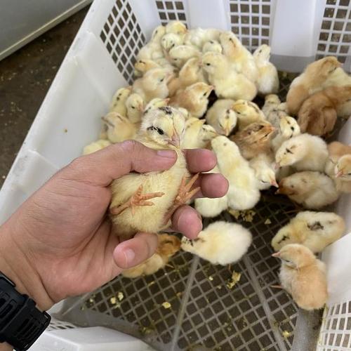 Jual Doc Ayam Elba Best Quality Jakarta Timur Chiko Marketz Tokopedia