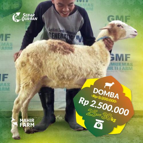 Gambar Domba Kurban berat 25-30 kg dari SebarQurban Kota Bogor Tokopedia