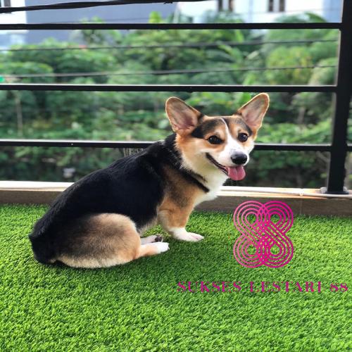 ALAS KANDANG 45x75 cm Rumput Alas Kandang Kelinci Sugar Glider Kucing di  Sukses Lestari 88  Tokopedia