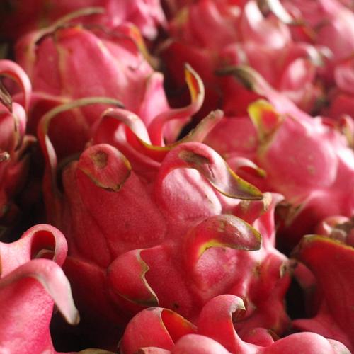 Foto Produk Buah Naga Merah dari Jak Fresh